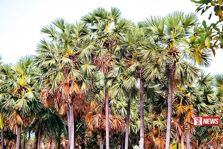 නාගයෙකු දෂ්ඨ කිරීමෙන් කාන්තාවක් මරුට