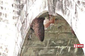 නයින් ආර්ච් බඹරුන් ඉවත් කරයි