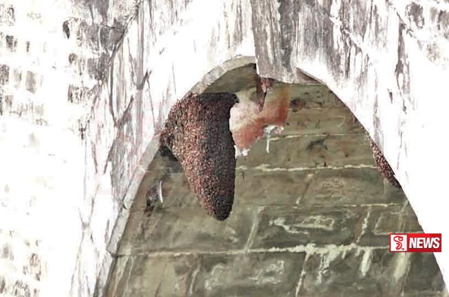 නයින් ආර්ච් බඹරුන් ඉවත් කරයි