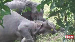 මාස 4 ක් තුළ වන අලින් 67 දෙනෙකු මිය යයි