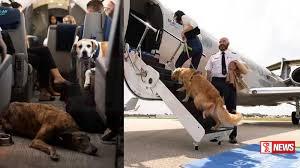 සුනඛ සුරතලුන්ටත් ගුවන් සේවයක්