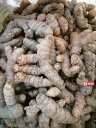 නීතිවිරෝධිව ඉන්දියාවෙන් අමු ඉගුරු මෙරටට රැගෙන ආ පුද්ගලයන් දෙදෙනෙකු අත්අඩංගුවට