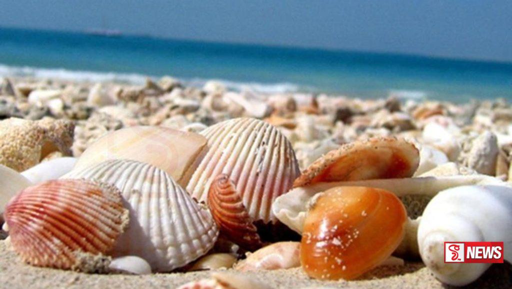 නීති විරෝධීව සිප්පි කටු ප්රවාහනය කල සෙට් එකකට වැඩ වරදියි (වීඩියෝ)