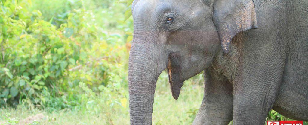 වන අලි පහරදීමකින් සංචාරකයින් දෙදෙනෙකුට තුවාල