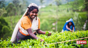 ඇල්කඩුව වැවිලි සමාගම පළමු වරට වතු කම්කරුවන්ට රු.1700ක් ලබා දෙයි