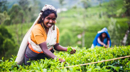 ඇල්කඩුව වැවිලි සමාගම පළමු වරට වතු කම්කරුවන්ට රු.1700ක් ලබා දෙයි