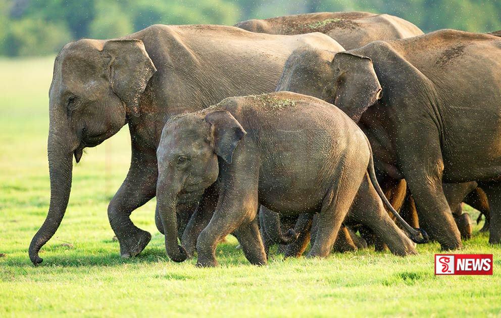 වනඅලි සංගණනය අගෝස්තු මාසේ