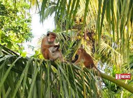 රිලවනුන්ගේ සිදු වන වගා හානි ඉහළට