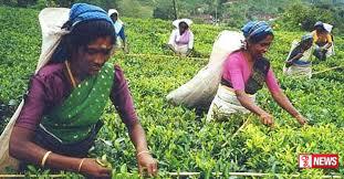 වතු කම්කරු වැටුප වැඩි කළ ගැසට් නිවේදනය අවලංගු කෙරේ