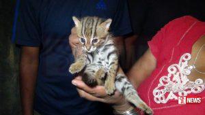 මවගෙන් වෙන්ව අතරමංව සිටි හඳුන් දිවි පැටවෙක් වනජීවි භාරයට (වීඩියෝ)