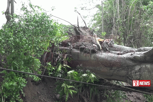 කොළඹ – අවිස්සාවේල්ල රණාල ප්රදේශයේ දී ප්රධාන මාර්ගයට ගසක් කඩා වැටේ