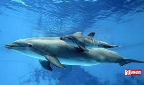 සමුද්ර සත්වයින්ගේ ජීවිතවලට බලපෑම්