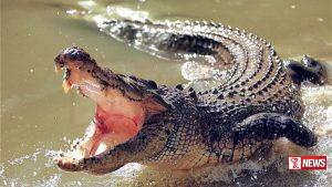 මැණික් ගඟේ දිය නාමින් සිටි පුද්ගලයකු කිඹුලෙකුට බිලි