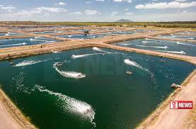 කිලිනොච්චි දිස්ත්රිකයේ මහා පරිමාණ ඉස්සන් ගොවිපොළක් ඇරඹෙයි