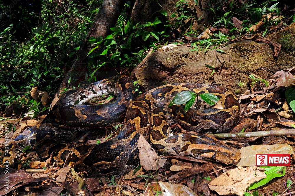බටයක සිරවූ අඩි 15ක් දිගැති පිඹුරාට වනජීවියෙන් කළ දේ (වීඩියෝ)