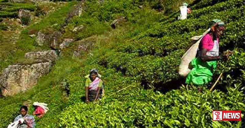 වතු ආශ්රිත පාසල් ඉඩම් එම පාසල්වලටම