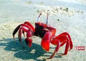 රතු කකුලු පැටවුන් මිලියනයකට අධික පිරිසක් හදිසියේ මියයයි