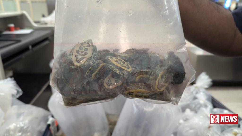 ජීවී මත්ස්යයින් සහ කැස්බෑවන් 365 දෙනෙකු සමග පුද්ගලයෙක් අත්අඩංගුවට