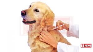 ජලභීතිකාවෙන් 11 මිය යයි