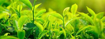 තේ වගාව සදහා පොහොර සහනාධාරයක්