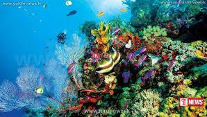 මහා බාධක කොරල් පරය යළි අවධානමේ