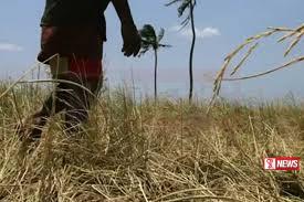 වගා හානි සදහා වන්දි මුදල් ලබා දීමට කැබිනට් පත්රකාවක්