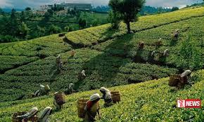 වතු කම්කරු වැටුප් පිළිබද සාකච්ඡා