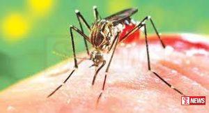 ඩෙංගු අවදානම ඉහළට