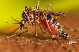 ඩෙංගු අවදානම ඉහළට