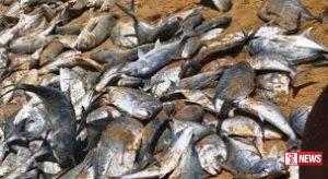 මසත්ය මිල ඉහළට