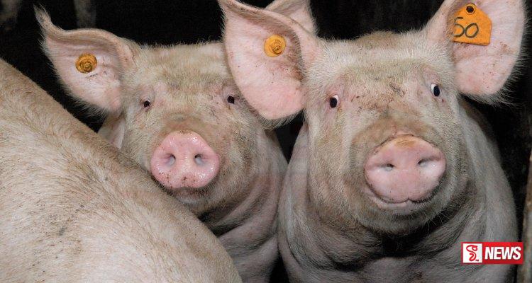 පළාත් කිහිපයකටම සූකර උණ ව්යාප්ත වෙයි