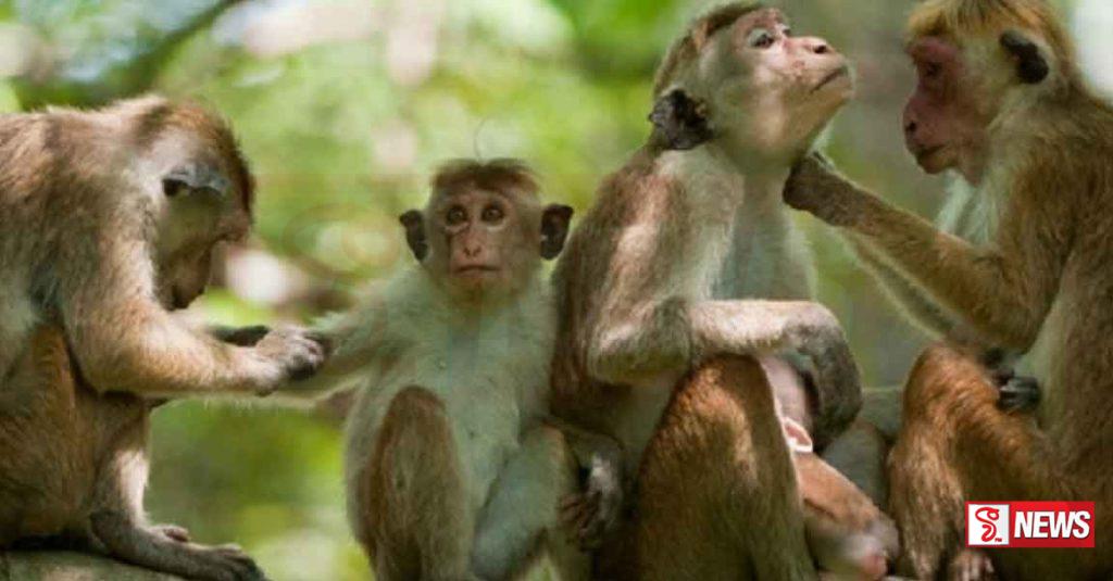 රිලා ගැටලු විසඳන්න සාකච්ඡා ඇරඹෙයි