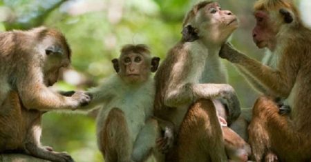 රිලා ගැටලු විසඳන්න සාකච්ඡා ඇරඹෙයි