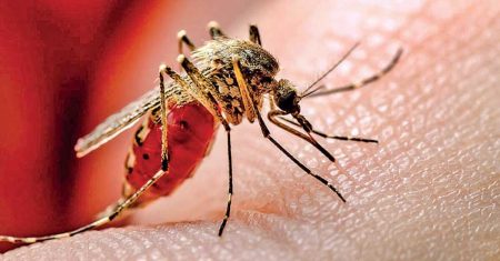 සති තුනක් තුල මෙරටින් ඩෙංගු රෝගීන් 35,00 ක්