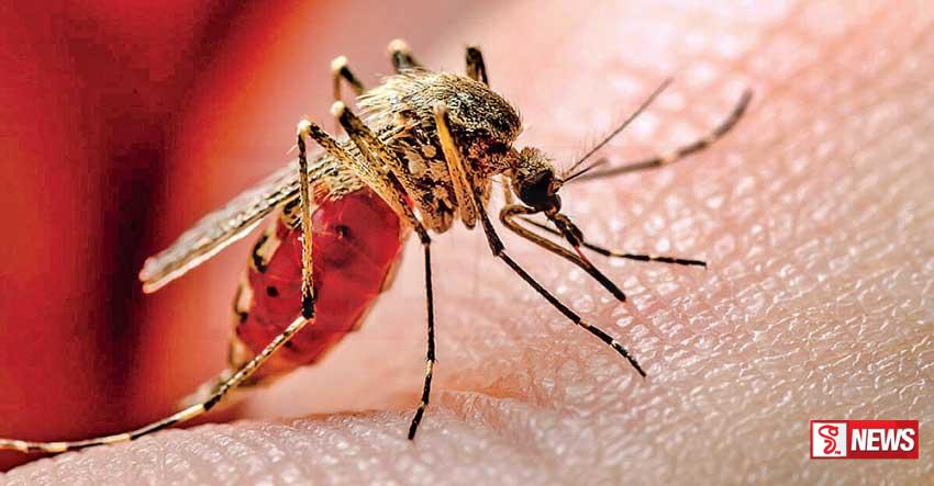 සති තුනක් තුල මෙරටින් ඩෙංගු රෝගීන් 35,00 ක්