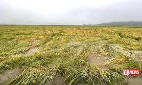 ගංවතුරෙන් වගා හානියට පත් ගොවි ජනතාවට වන්දි ලබාදීම අද සිට