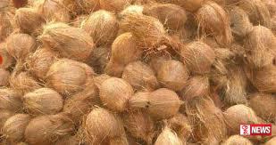 පොල් ගෙඩියක් රුපියල් 250 දක්වා ඉහළ යන ලකුණු