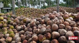 පොල් ආනයනය කිරීමට ආණ්ඩුවේ තීරණයක් නොමැති බව අමාත්ය චතුරංග කියයි