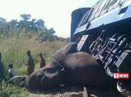 මීනගයා දුම්රියේ ගැටීමෙන් වන අලි 05 දෙනෙක් මිය යයි