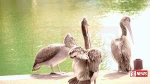 බේරේ වැවේ සතුන් මියයෑමට හේතුව සොයා ගැනේ