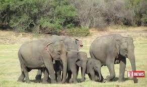 වනඅලි ගැටලුවට නව පිළියමක්