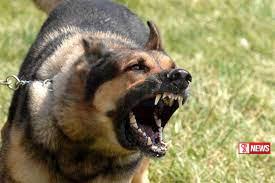 වැඩිම සුනඛ සපාකෑම් ගම්පහෙන්