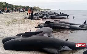 ටැස්මේනියා වෙරළ තීරයට තල්මසුන් ගොඩගසයි