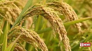 අම්පාරේ වගා හානි වන්දිය අද ගොවි ගිණුම්වලට