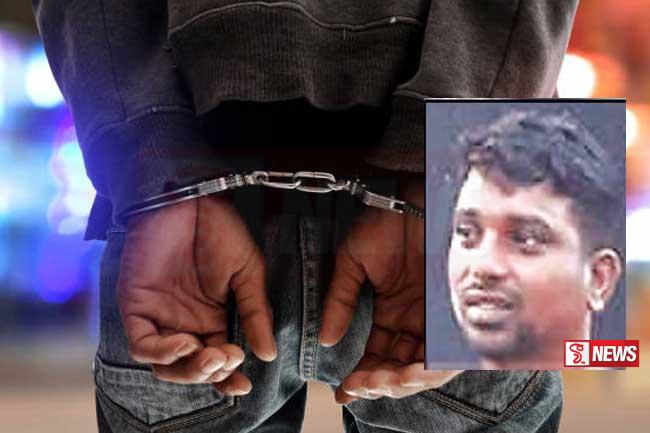 ලොකු පැටී දිවයිනට