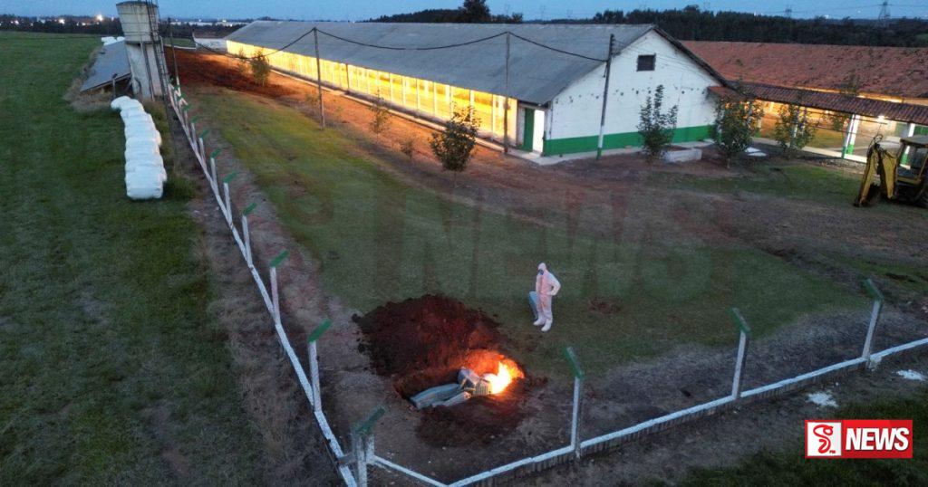 බ්රසීලයේ කුකුළු මස් අපනයනයට තහනමක්