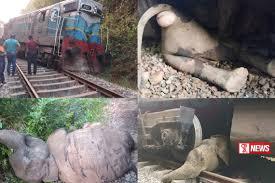 වන අලියෙකු ගැටී මීනගයා පීලි පනී