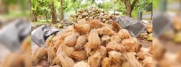 පොල් අස්වැන්නේ වැඩිවීමක්