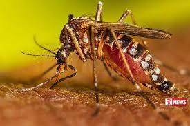 ඩෙංගු රෝගීන් ඉහළට