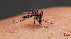 චිකුන්ගුන්යා ශීඝ්රයෙන්  ව්යාප්ත වෙයි